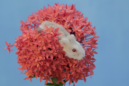 Hamster on red flower on blue backgroundの写真素材