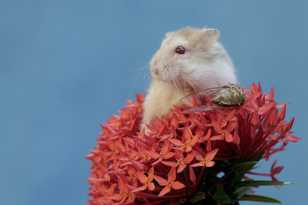 Hamster on a red flower in a blue background with space for textの写真素材