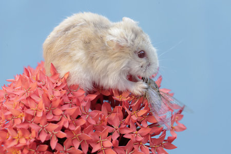 Hamster sitting on a red flower with a fly on a blue backgroundの写真素材