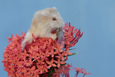 Hamster and red flower on a blue background, closeup of photoの写真素材