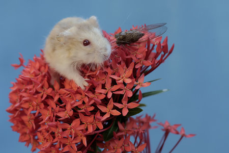 Hamster on a red flower with a fly in the background.の写真素材