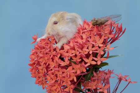 Hamster and Ixora flower on blue background, closeupの写真素材