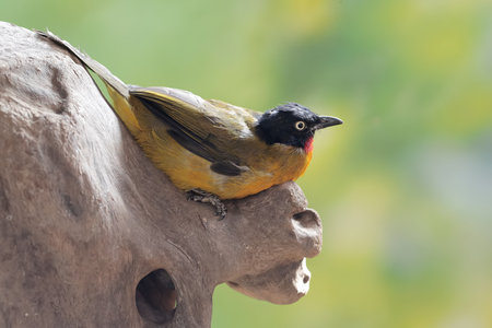 Black-crested Bulbul (Pycnonotus goiavier)