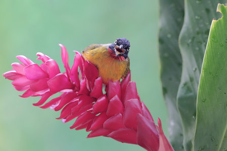 Bird on the red flower in the garden at Chiangmai Thailand