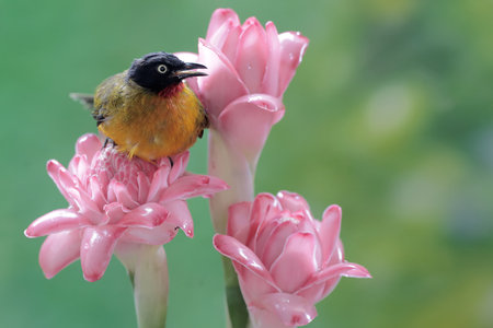 single bird on pink flower