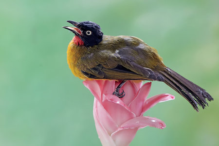 Black-crested Bulbul (Pycnonotus goiavier) on pink flower
