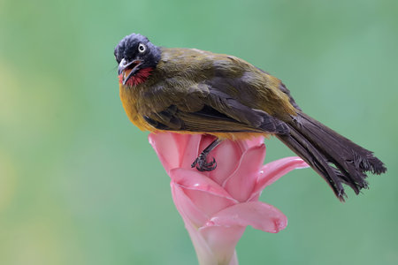 Black-crested Bulbul (Pycnonotus goiavier) on pink flower