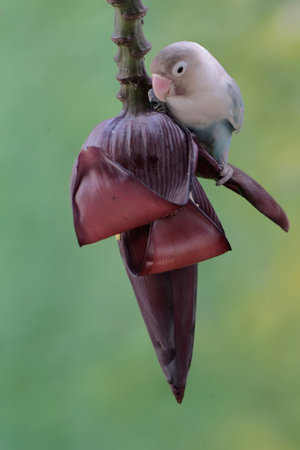 Bird on a banana tree with banana leaf in background, Thailand.