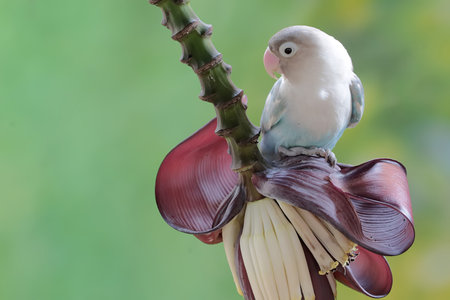 Parrot on a banana blossom with bokeh background.