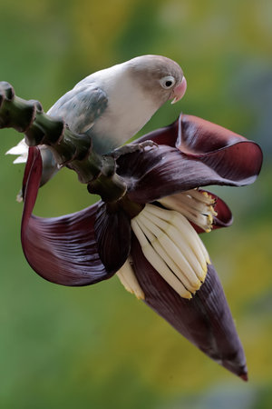 Close up of a parrot eating a banana blossom on a banana tree