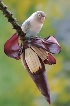 Parrot perched on a banana blossom in a tropical garden.