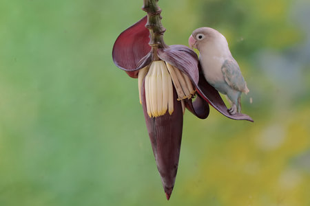 Birds on a banana blossom in the garden, Thailand.