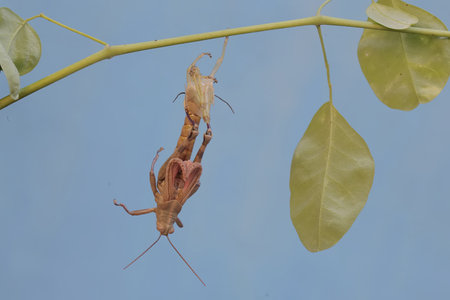 Image of brown praying mantis(Mantis religiosa) on nature background. Insect Animalの写真素材