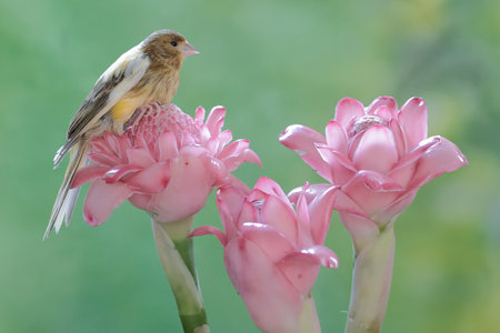 Goldfinch (Carduelis carduelis) on pink flower