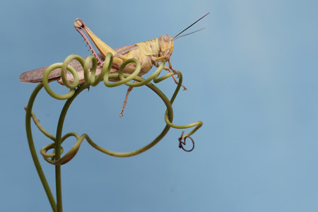 Image of grasshopper on green plant on blue background. Insect Animal