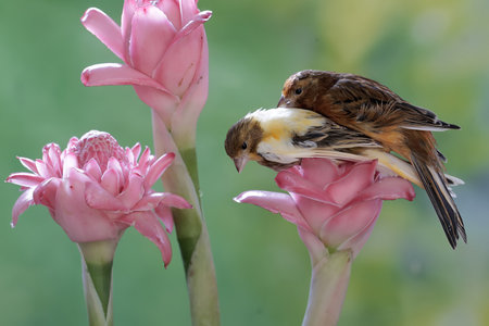 Babbler and the pink flower in the garden, Thailand.