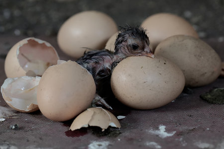 baby chicken and eggs on a rustic background, close-up
