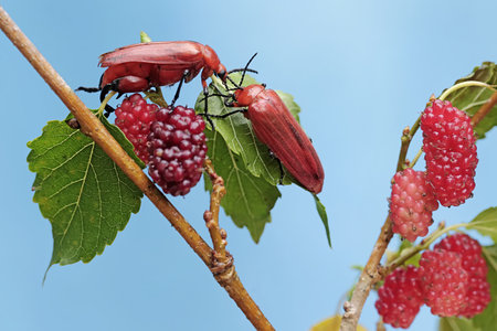 A pair of red beetles on a branch with red berries