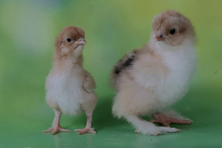 two small chicken isolated on green background, closeup photo with selective focus