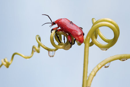 Red beetle on a green plant with drops of water after the rain