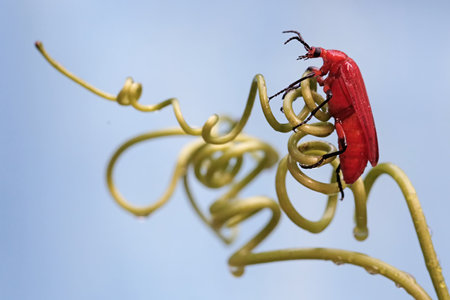Red beetle on green plant with blue sky background, insect in nature