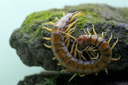Close up of centipede on a rock in the rainforest