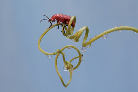 Red bug on a green plant with water droplets in the background