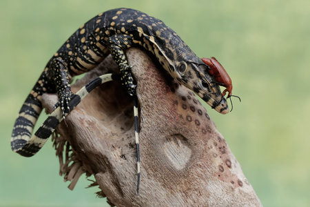 Water Monitor (Varanus salvator) on a tree.