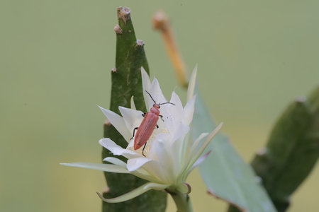 Insect on a white flower in the garden, Thailand.