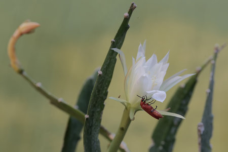 Cactus flower and bug on the top of a white flower.