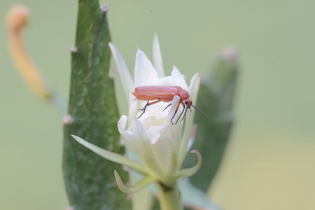 bug on white flower in the nature or in the garden