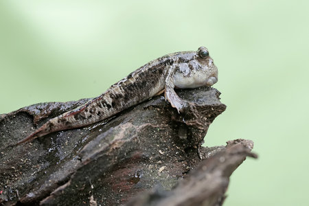 Close up of a common mudskipper.