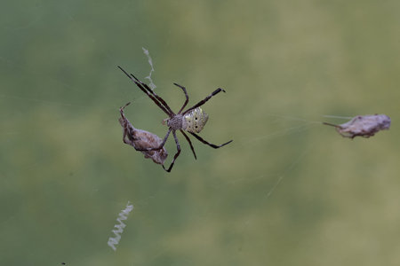 spider on the web in the wild, closeup of photo
