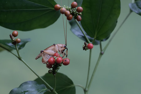 Grasshopper on a branch with red berries in the garden