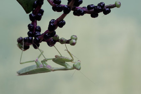 Praying mantis, Praying Mantis religiosa