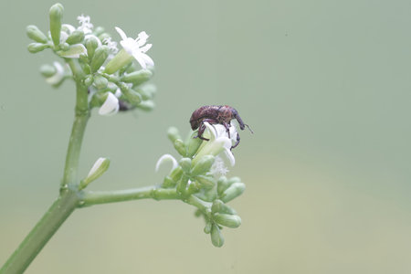 Macro of a weevil on a white flower in nature.