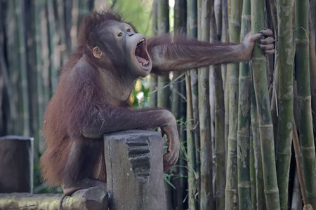 Orangutan in the jungle.