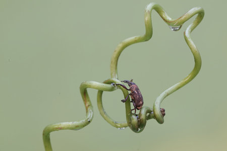 weevil on green leaf in the nature or in the garden.