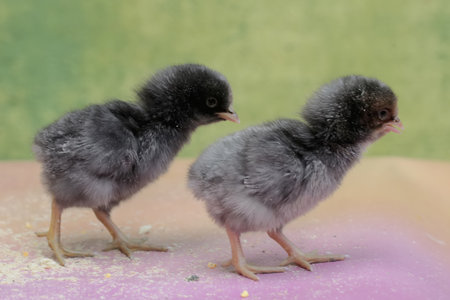 chickens on a pink background, close-up, isolated