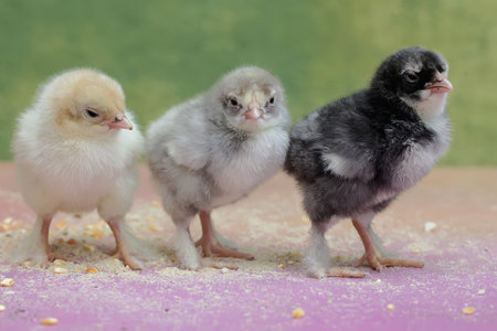 Three small chicken on a pink background, close-up, selective focus