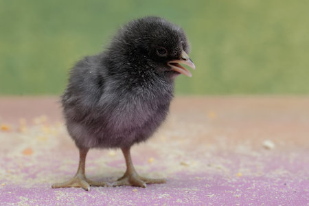 Chickens on a pink background. One day old baby chicken.の写真素材