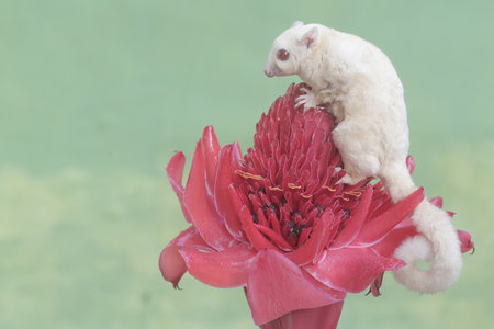 White sugar glider on red flower, Petaurus breviceps