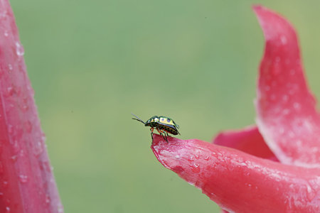 bug on red tulip flower in the garden close up