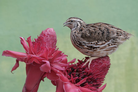 Crested quail on a red flower with a green background