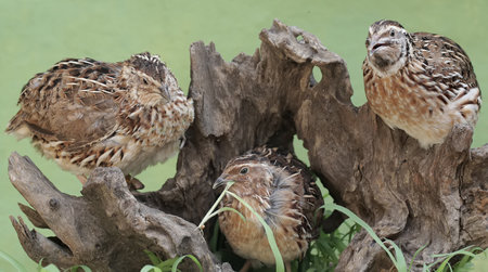quail in the wild nature of thailand,Thailand.