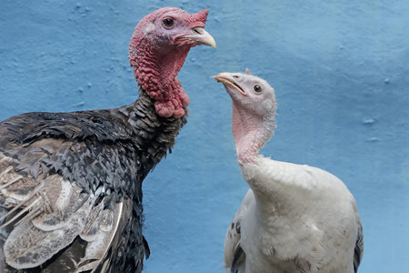 Turkey and another turkey in the aviary on a blue background.