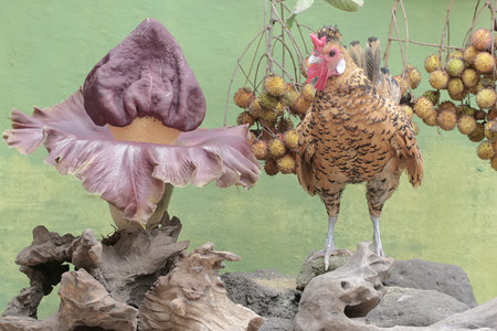 Cock and flower in the garden on a background of green wall