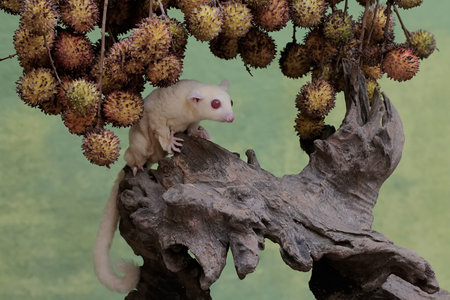 A close up shot of a sugar glider sitting on a branch