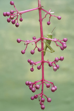Grasshopper on a branch in the garden