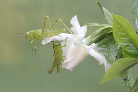 Grasshopper mating on white flower in the garden, Thailand.
